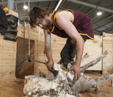 Maroon with Gold Trim Shearing Singlet