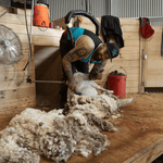 Just Shear